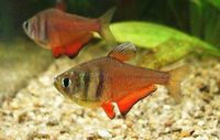 The Aqua Hut - Doncaster Updated stocklist 4/8/18