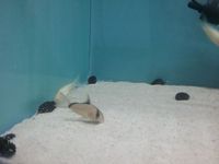 The Aqua Hut - Doncaster Updated stocklist 4/8/18