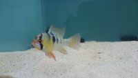 The Aqua Hut - Doncaster Updated stocklist 4/8/18