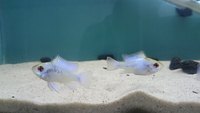 The Aqua Hut - Doncaster Updated stocklist 4/8/18