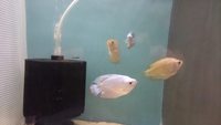 The Aqua Hut - Doncaster Updated stocklist 4/8/18