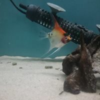 The Aqua Hut - Doncaster Updated stocklist 4/8/18