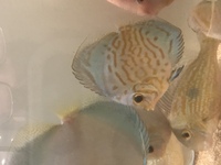 Discus for sale & 1 adult geophagus may swap.