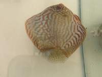 Discus for sale & 1 adult geophagus may swap.