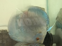 Various Discus for sale & 1 adult geophagus
