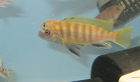 Mbuna Breeding Pairs