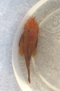 Stunning Mature Super Red Bristlenose Male Ready Now 