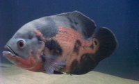 MERSEYSIDE AQUATIC WAREHOUSE - availability list