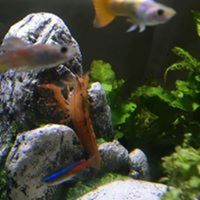 MERSEYSIDE AQUATIC WAREHOUSE - availability list