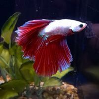 MERSEYSIDE AQUATIC WAREHOUSE - availability list