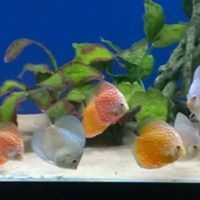MERSEYSIDE AQUATIC WAREHOUSE - availability list