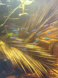 Natural Palm Fronds for Aquascaping £3 each