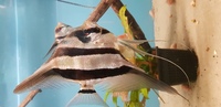 X4 large altum angel fish