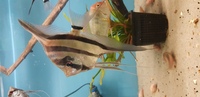 X4 large altum angel fish