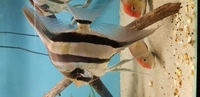 X4 large altum angel fish