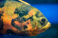 Aquatic Finatic – Stock List & Offers -