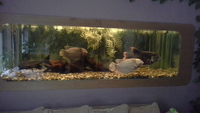 8ft x 3 ft x 30 inch fish tank