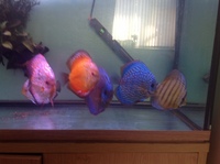 Discus For Sale