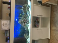 Marine tank and livestock