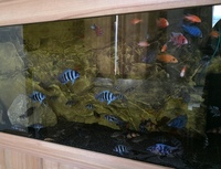 African Cichlids