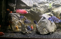 African Cichlids