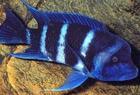Few large Frontosa for sale - Somerset