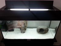 JUWEL AQUARIUM / FISH TANK + CABINET - £80 COMPLETE TROPICAL SETUP