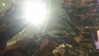 Small fish house for sale, Large selection of L-numbers/Plecos 4 sale, tanks & equipment to go