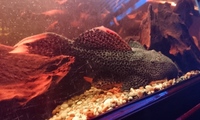 Small fish house for sale, Large selection of L-numbers/Plecos 4 sale, tanks & equipment to go