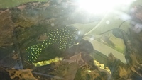 Small fish house for sale, Large selection of L-numbers/Plecos 4 sale, tanks & equipment to go