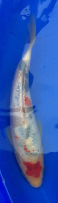 Koi for sale - 10 to 20cm