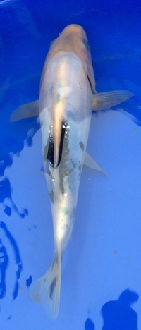 Koi for sale - 10 to 20cm
