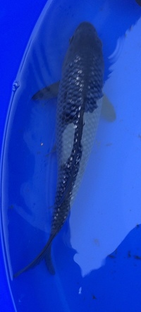 Koi for sale - 10 to 20cm
