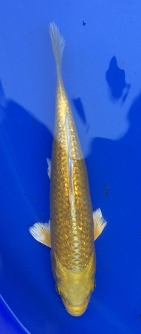 Koi for sale - 10 to 20cm