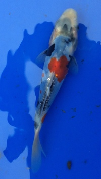 Koi for sale - 10 to 20cm