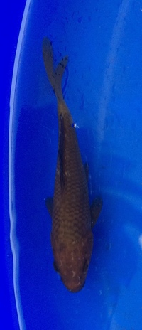 Koi for sale - 10 to 20cm