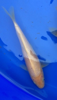 Koi for sale - 10 to 20cm