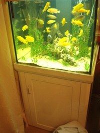 WITH EVERYTHING ICLUDING LOADS OF FISH BARGAIN/AQUAONE AQUAREEF 275,white high gloss/tank,cabinet,lid and lights only.