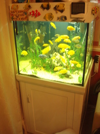 WITH EVERYTHING ICLUDING LOADS OF FISH BARGAIN/AQUAONE AQUAREEF 275,white high gloss/tank,cabinet,lid and lights only.