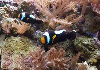 Saddleback Clowns, CUC, Liverock