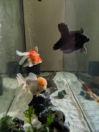 3 fancy goldfish for adoption, York.