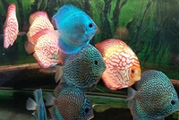 2 X Discus breeding pairs+8 adult size+Royal whiptail Catfish breeding pair