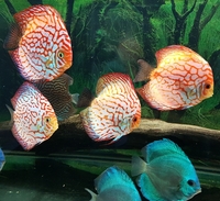 2 X Discus breeding pairs+8 adult size+Royal whiptail Catfish breeding pair