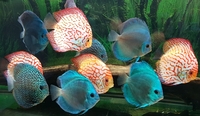 2 X Discus breeding pairs+8 adult size+Royal whiptail Catfish breeding pair