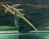 2 X Discus breeding pairs+8 adult size+Royal whiptail Catfish breeding pair