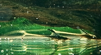 2 X Discus breeding pairs+8 adult size+Royal whiptail Catfish breeding pair