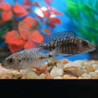 Fish Mixed Colour malawi peacocks an haps 1 Inch 2inch £2.50