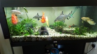 Juwel 180 tropical tank, cabinet, air pumps and filters for sale.
