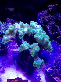 SPS,LPS,Mushroom for sale Barnsley.