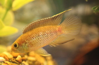 Goldeneye Dwarf cichlids -Nannacara Anomala juveniles for Sale